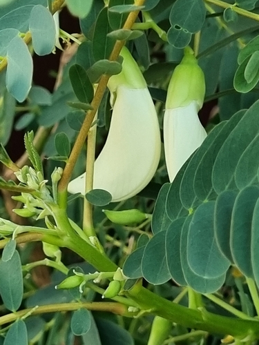 Foto de Agati