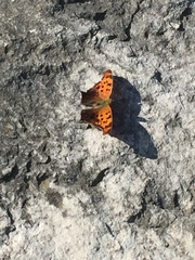 Polygonia interrogationis