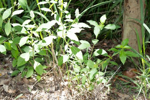Image of Justicia betonica by (c) Lewis, some rights reserved (CC BY-SA)
