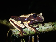 Nyctimantis rugiceps