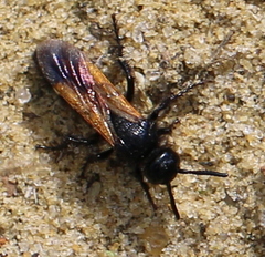 Scolia sexmaculata