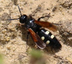 Scolia sexmaculata