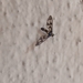 Syntomoides imaon