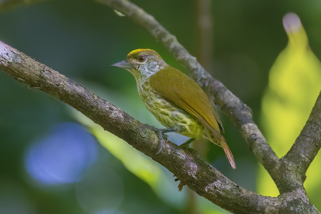 Antillean piculets