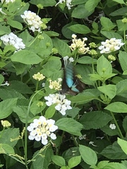 Graphium sarpedon nipponum