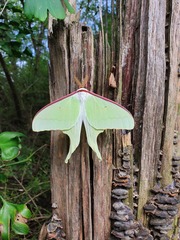 Actias gnoma
