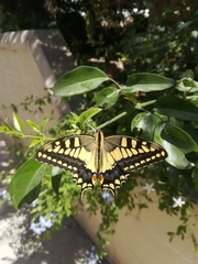 Papilio machaon melitensis