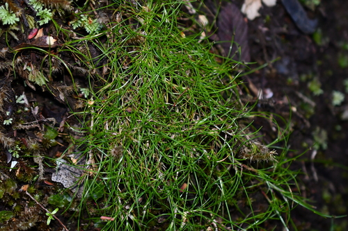 Isolepis aucklandica observed 2025-01-26