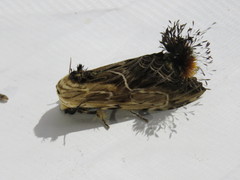 Dudusa sphingiformis