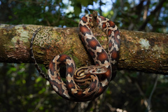 Yucatan Rat Snake photo 2