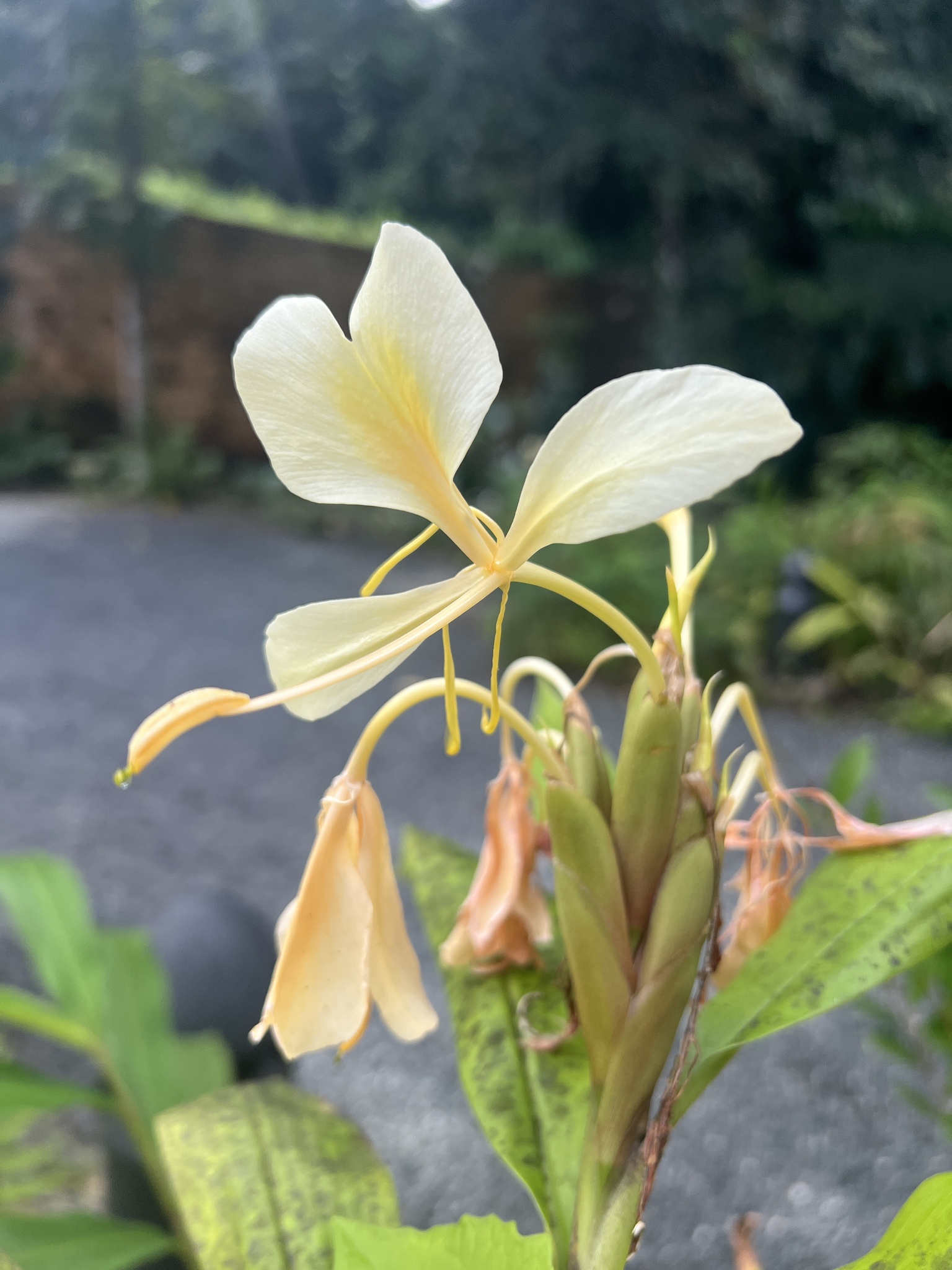 Imagem de Gengibre-amarelo