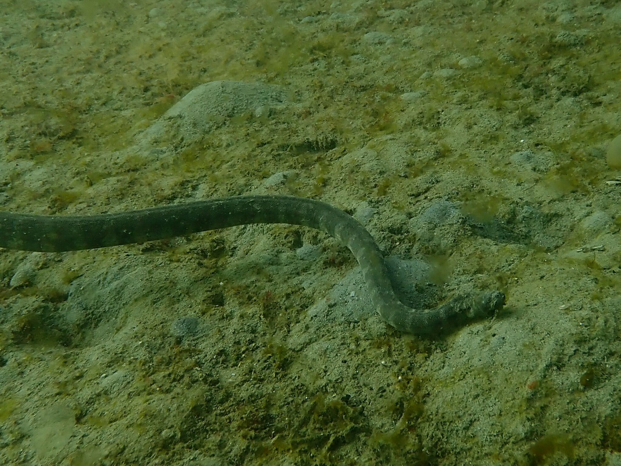 Acrochordus granulatus (Schneider, 1799)