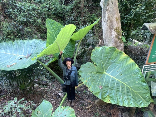 Image of Leucocasia gigantea by (c) 呂一起(Lu i-chi), some rights reserved (CC BY)
