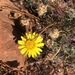 Ursinia nana nana - Photo (c) Troos van der Merwe, algunos derechos reservados (CC BY-NC), subido por Troos van der Merwe