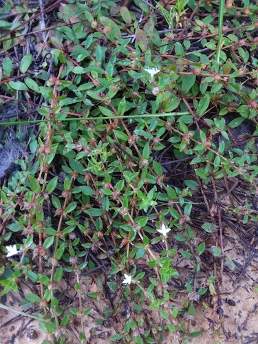 Image of Diodia harperi by (c) Will McFarland, some rights reserved (CC BY)