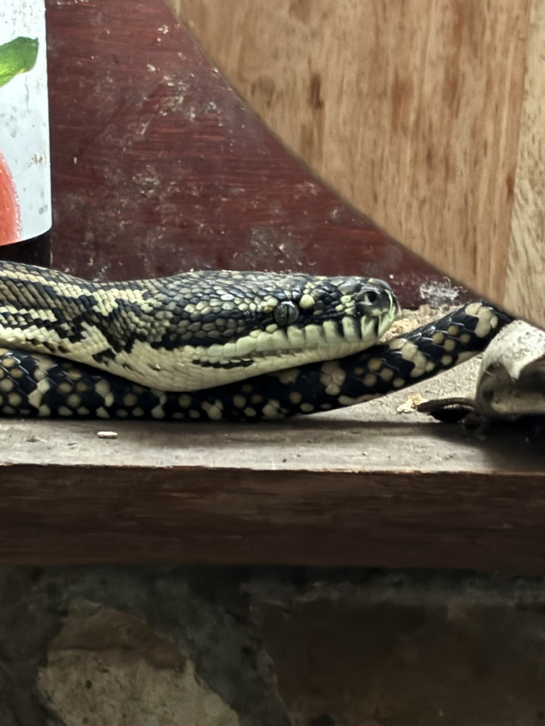 Diamond Python from Drake, NSW, AU on October 10, 2024 at 11:55 AM by ...