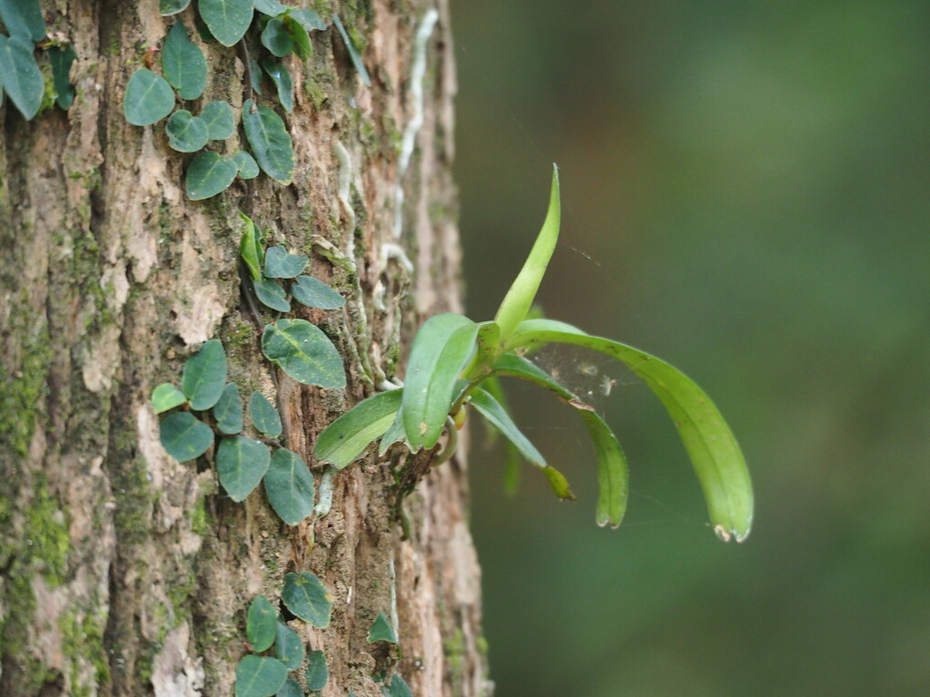 Cleisostoma paniculatum; photograph author not stated, no rights reserved