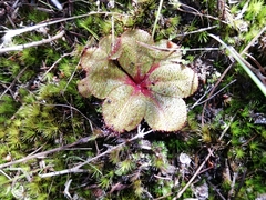 Drosera rosulata