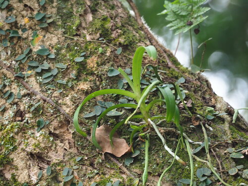 Cleisostoma paniculatum, photograph 5