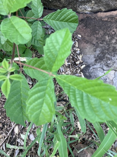 Golden Fingerleaf (Vitex patula)