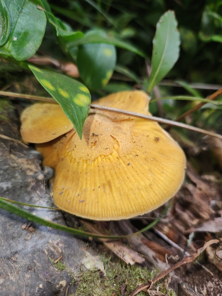 Heimiomyces velutipes · January 2025 · photo: © naomipw (iNaturalist, cc-by)