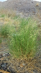 Bouteloua repens