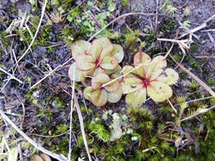 Drosera rosulata