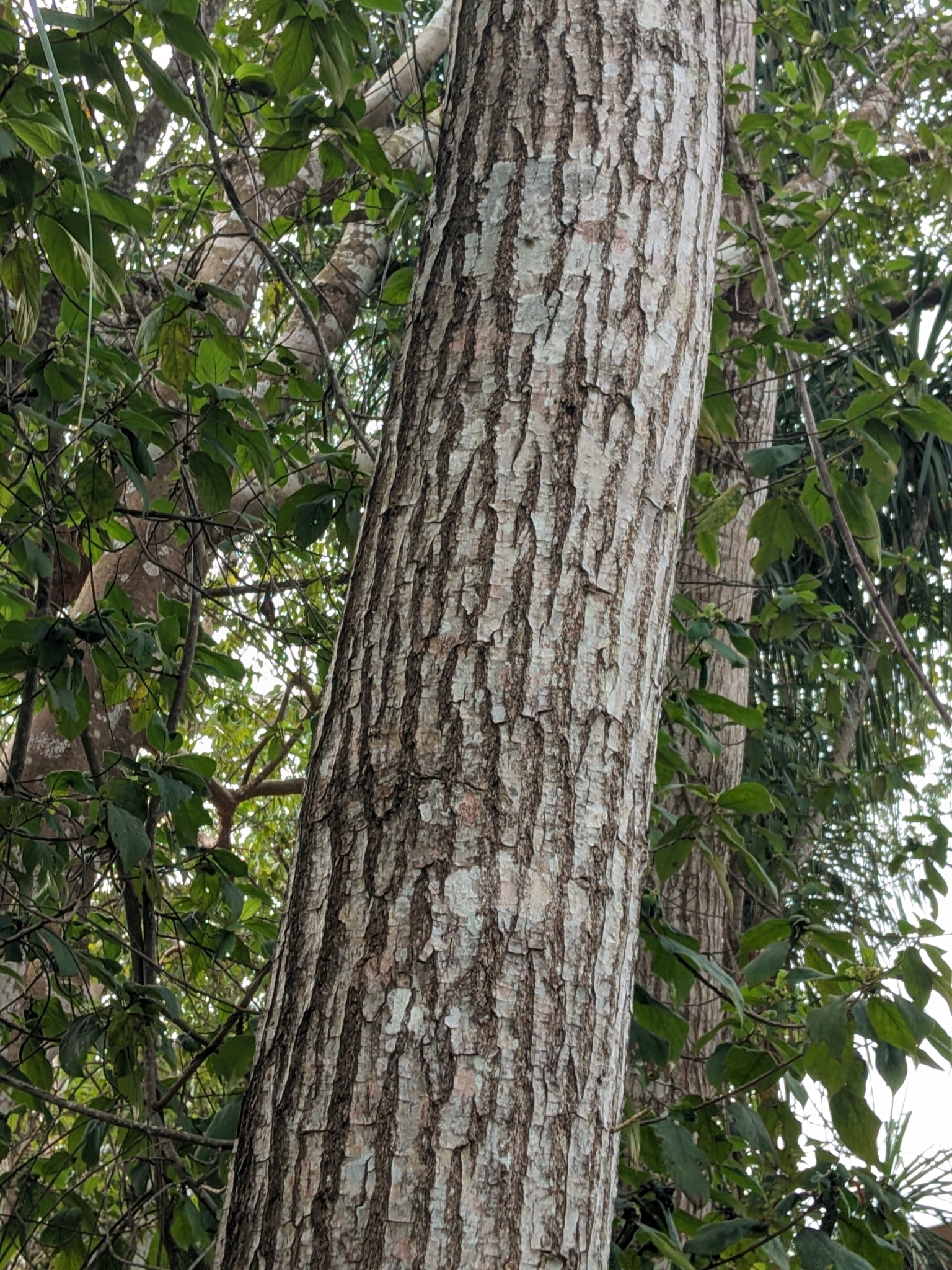 Imagem de Cedro