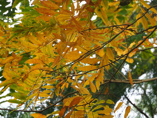 Image of Sapindus mukorossi by no rights reserved