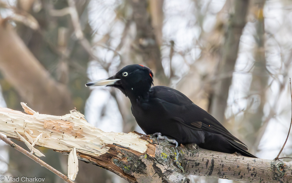 iNaturalist.org. В.Чарков, г.Чебоксары Чувашия, январь 2025
