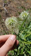 Clematis hirsutissima