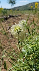 Clematis hirsutissima