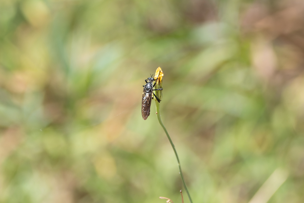Chrysopogonini from Cabbage Tree Creek VIC 3889, Australia on January ...