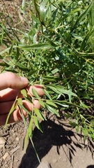 Clematis hirsutissima