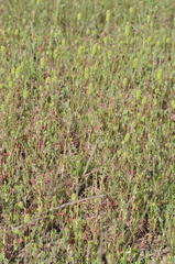 Sanguisorba occidentalis