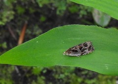 Olethreutes tilianum