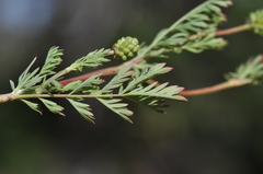 Sanguisorba occidentalis