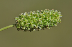 Sanguisorba occidentalis