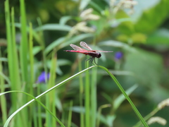 Tramea transmarina euryale