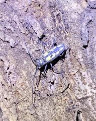 Batocera lineolata