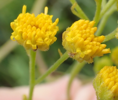 Hairy Skintdaisy (Heteromma decurrens)