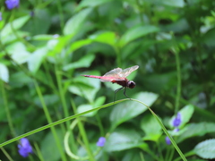 Tramea transmarina euryale