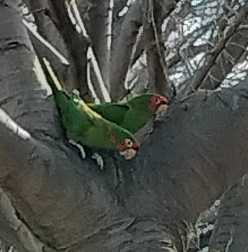 Aratinga mitrada (Psittacara mitratus)