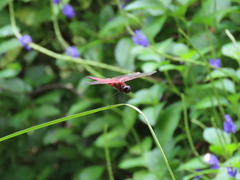 Tramea transmarina euryale