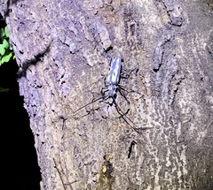 Batocera lineolata