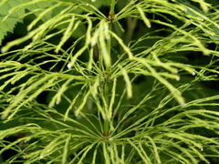 Equisetaceae