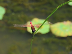 Tramea transmarina euryale