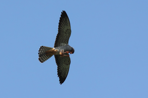 Amur Falcon