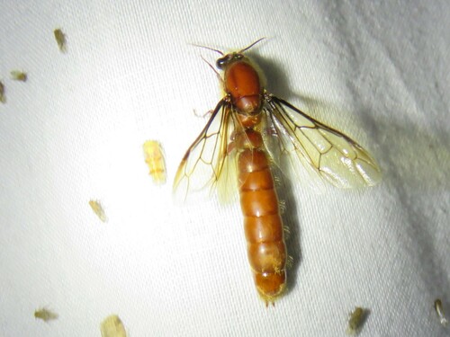 行军蚁毛缘Dorylus fimbriatus