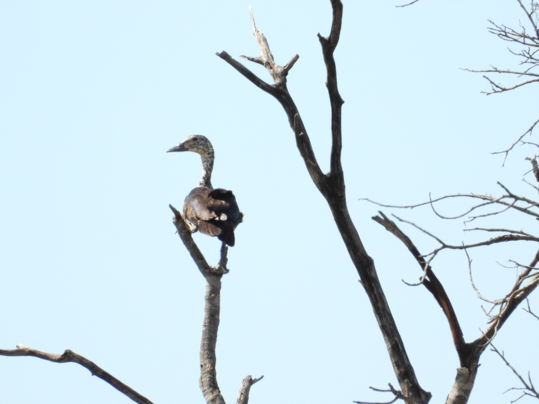 Comb Duck (Sarkidiornis sylvicola), photo 8